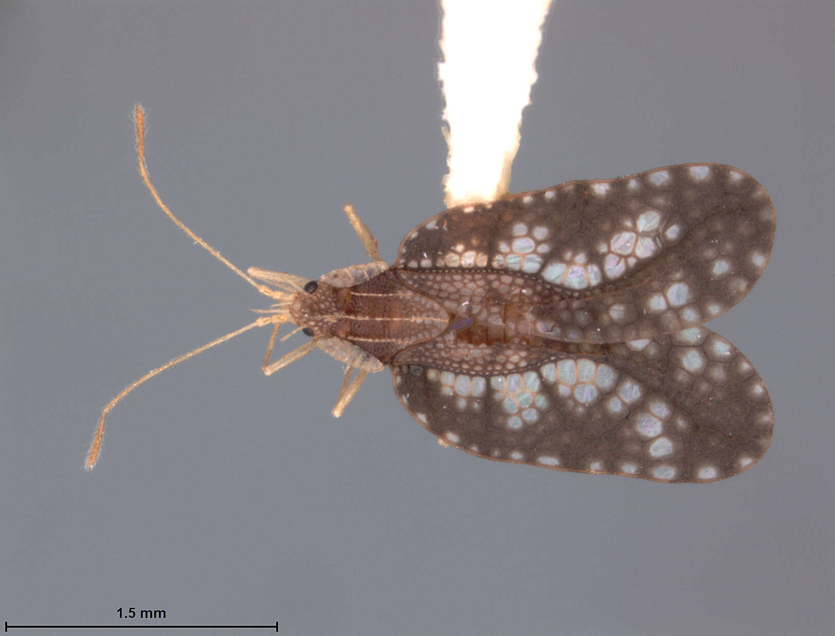 Image of Leptodictya (Hanuala) ecuadoris Drake & Hambleton 1945