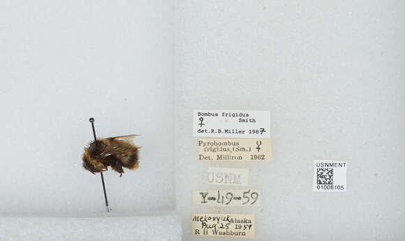 Image of Frigid Bumble Bee