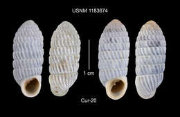 Image of Cerion uva (Linnaeus 1758)