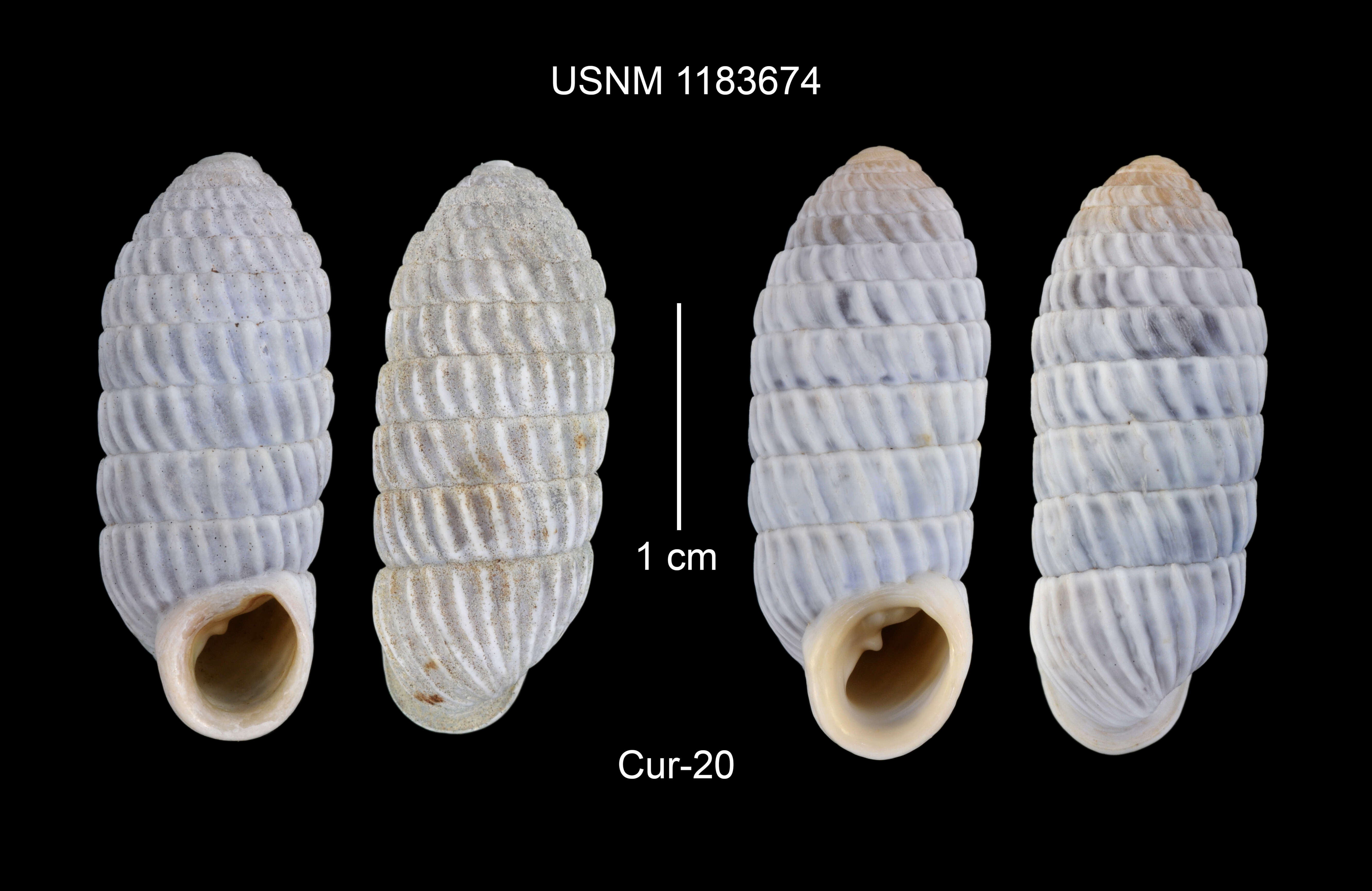 Image of Cerion uva (Linnaeus 1758)