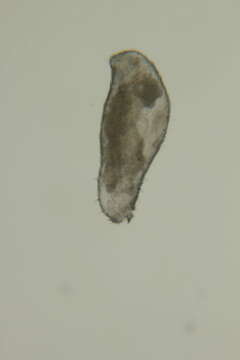 Image of Meiomeniidae