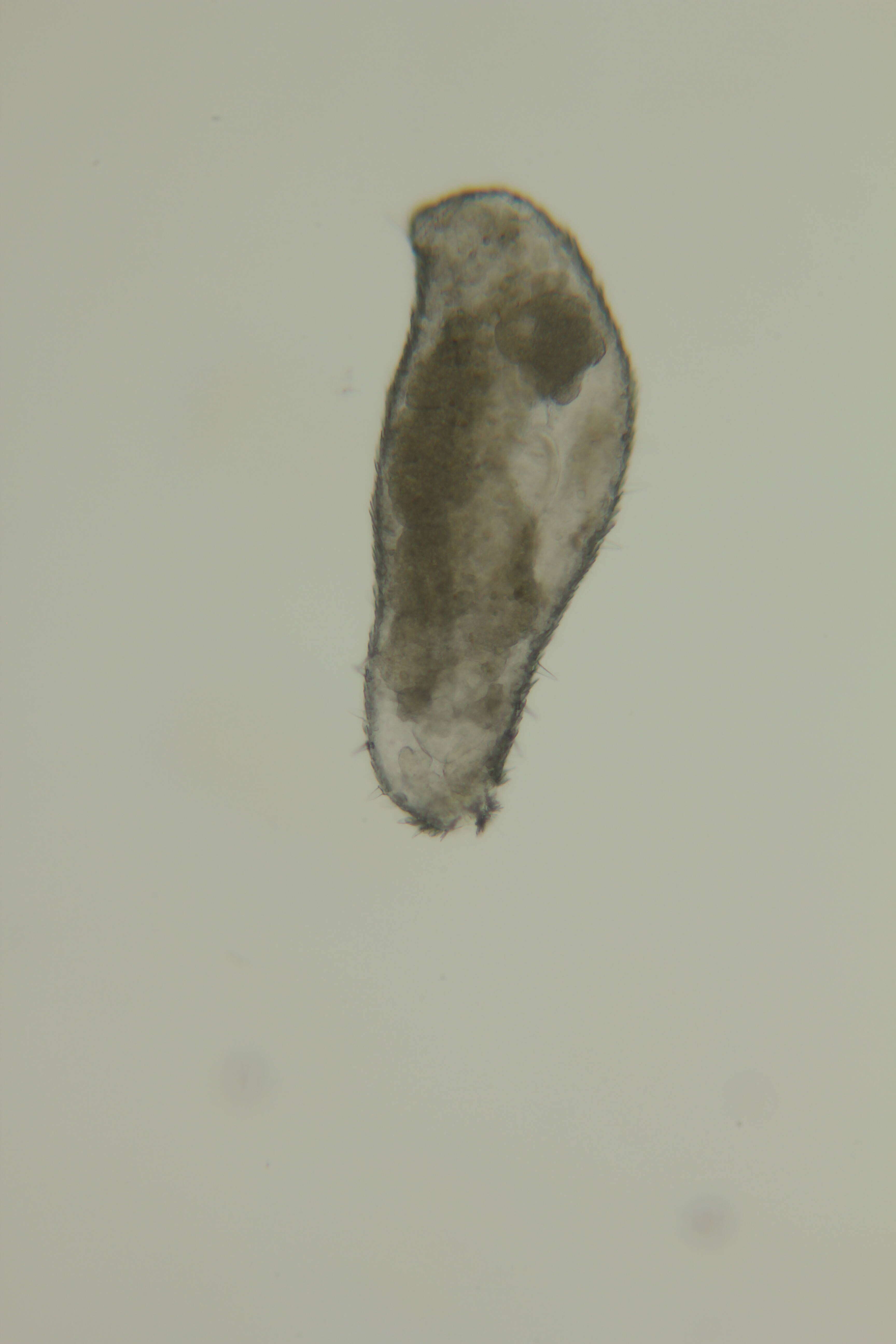 Image of Meiomeniidae