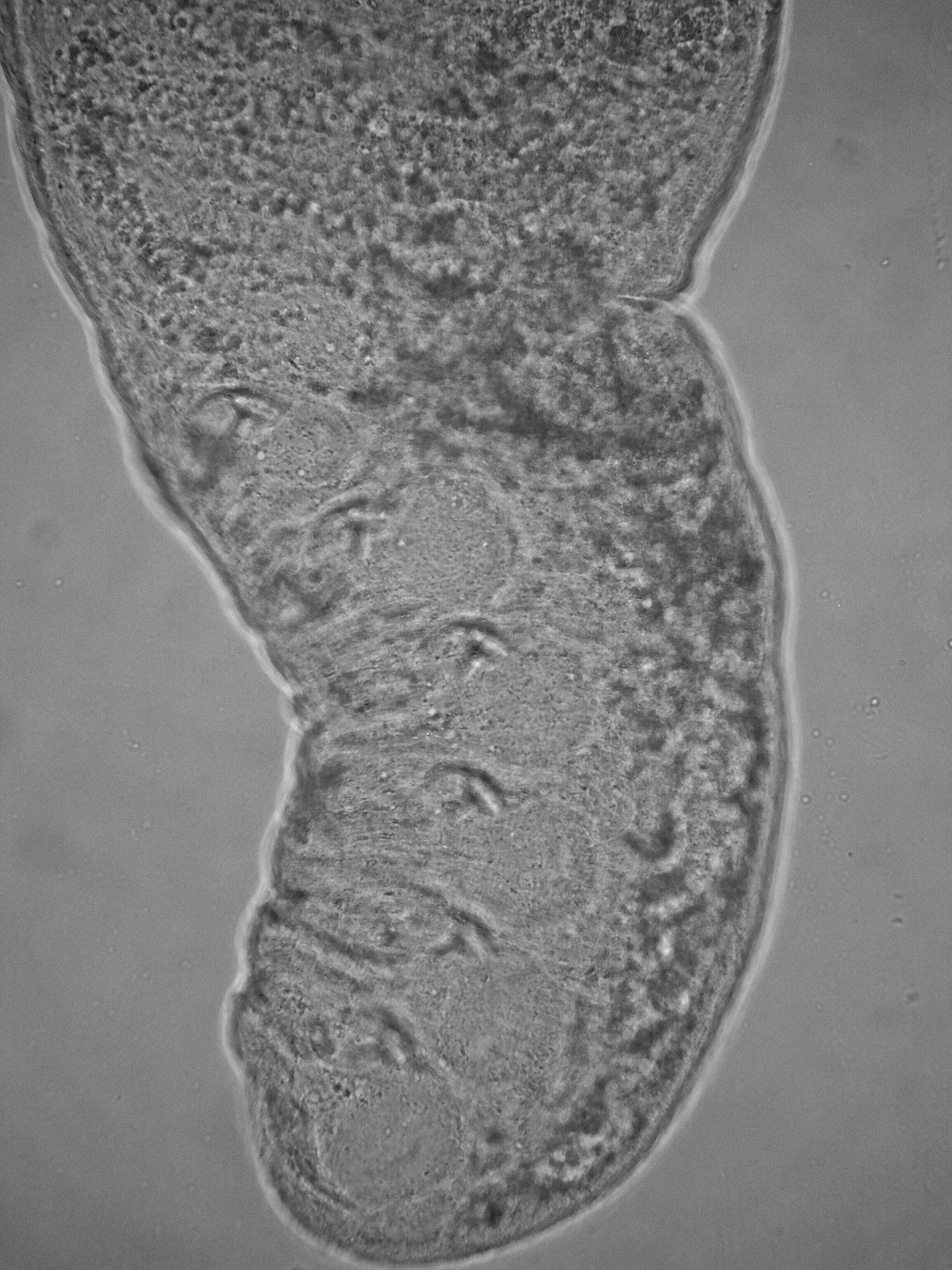 Polystyliphora Ax 1958的圖片