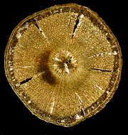 صورة Piptocarpha triflora (Aubl.) Benn. ex Baker