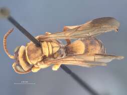 Image of Gorytes imperialis (R. Bohart 1969)