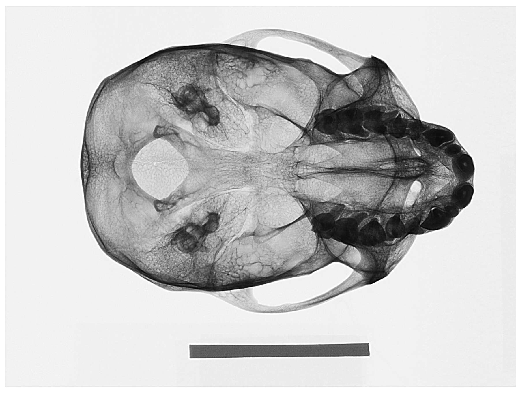 Image of Cercopithecus mitis kolbi Neumann 1902