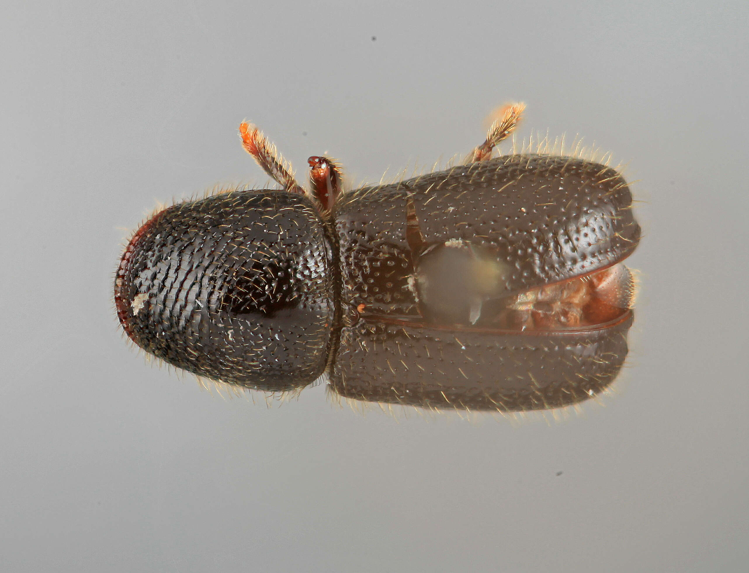 Plancia ëd Conophthorus echinatae Wood 1978