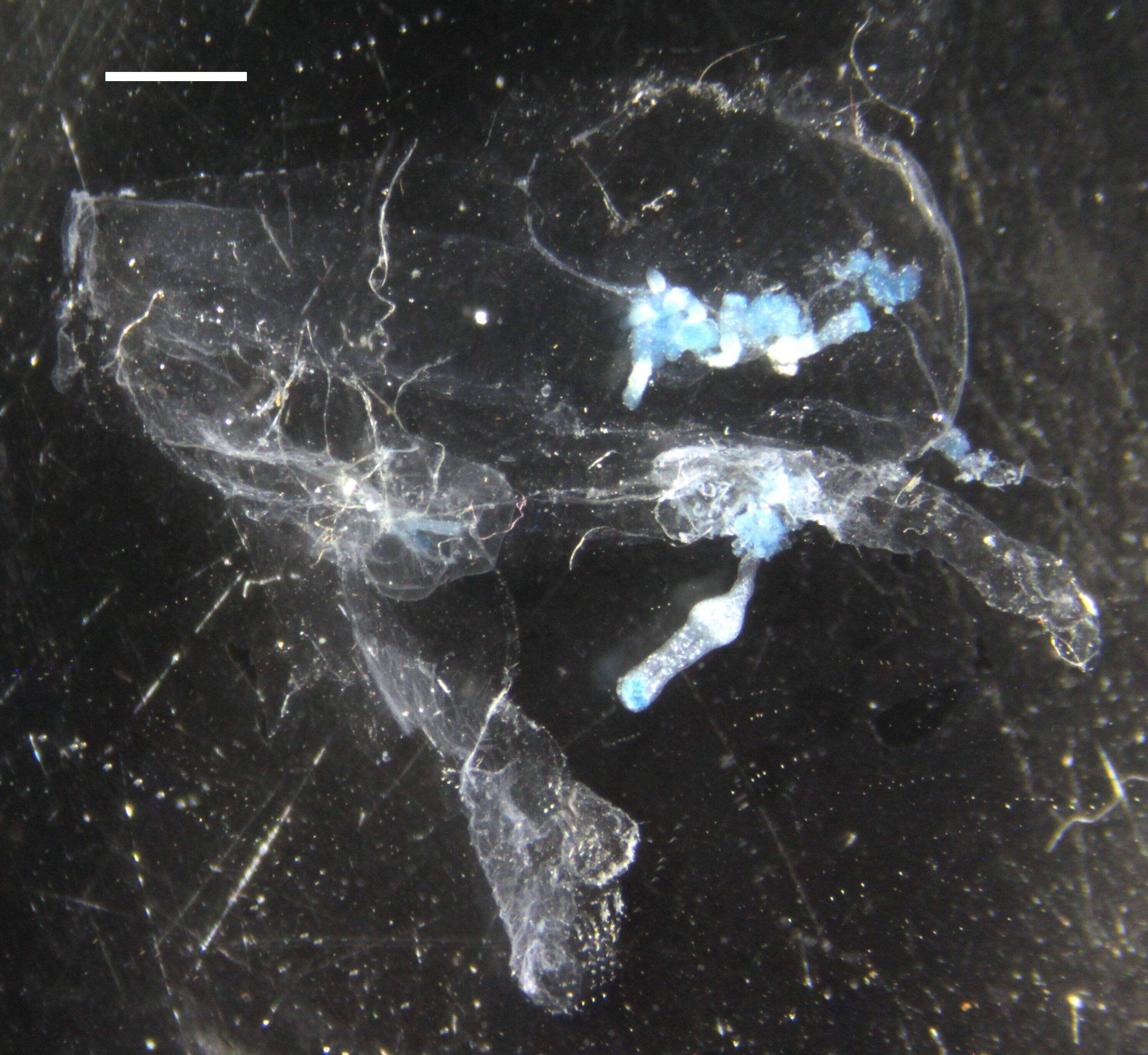 Image of Desmophyes haematogaster Pugh 1992