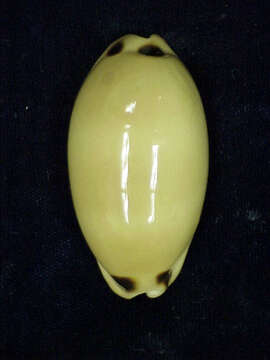 Image of lovely cowrie