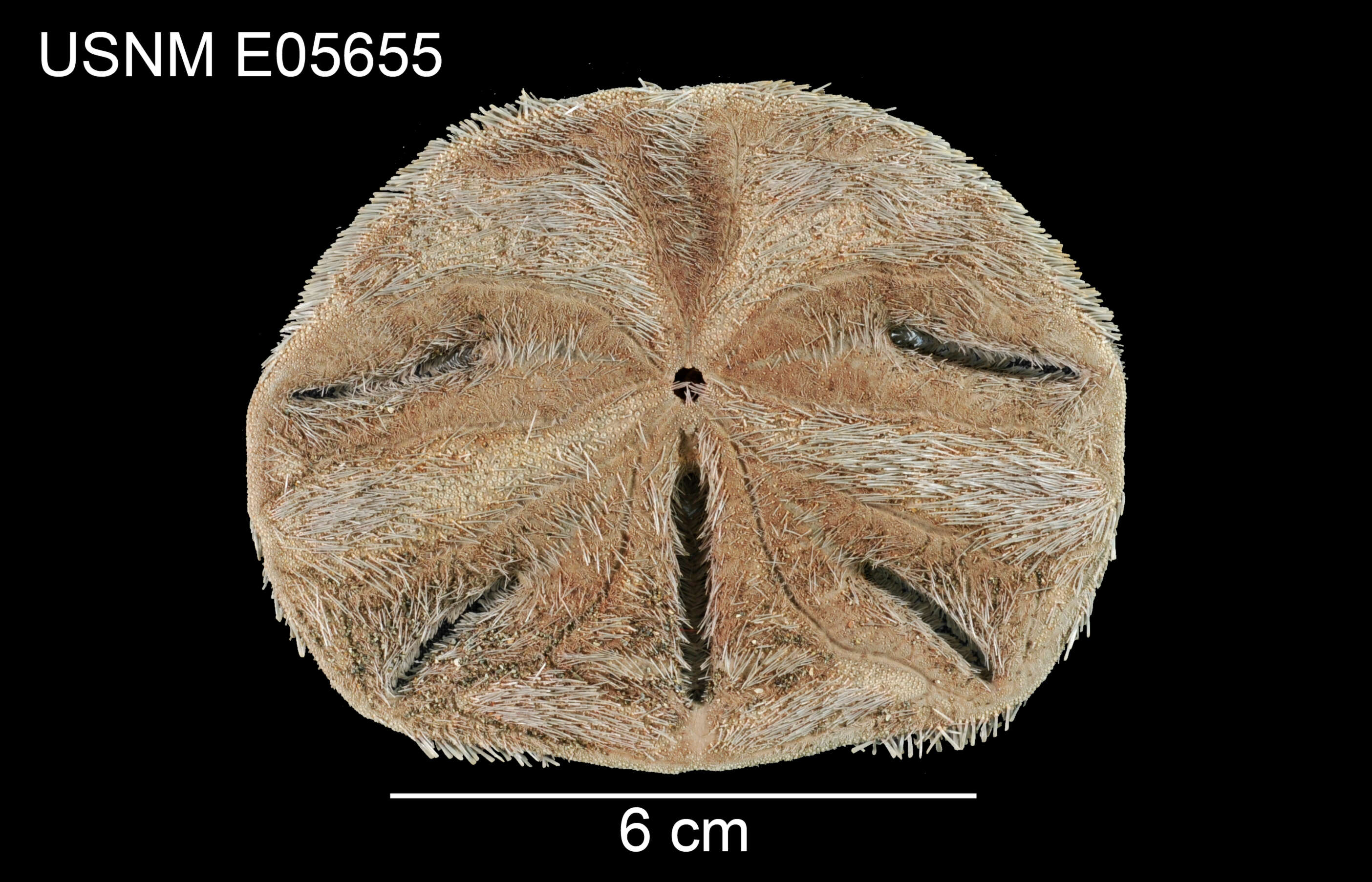 Image de Mellita quinquiesperforata (Leske 1778)