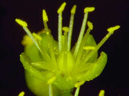 Image of globe schiedea
