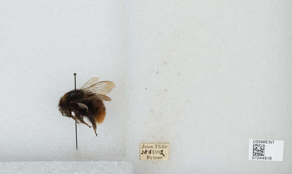 Plancia ëd Bombus wurflenii Radoszkowski 1860