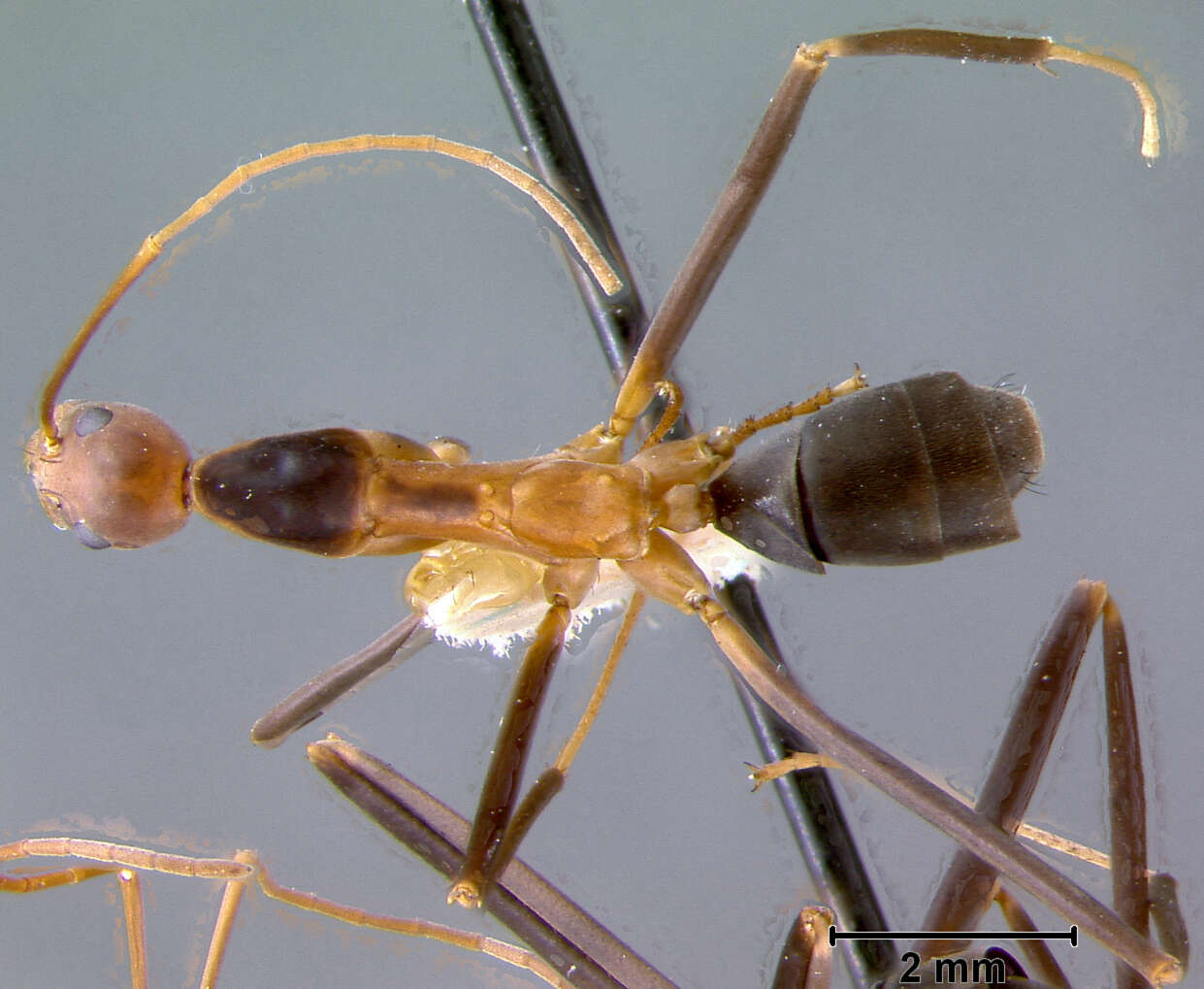 Imagem de Leptomyrmex erythrocephalus brunneiceps Wheeler 1934