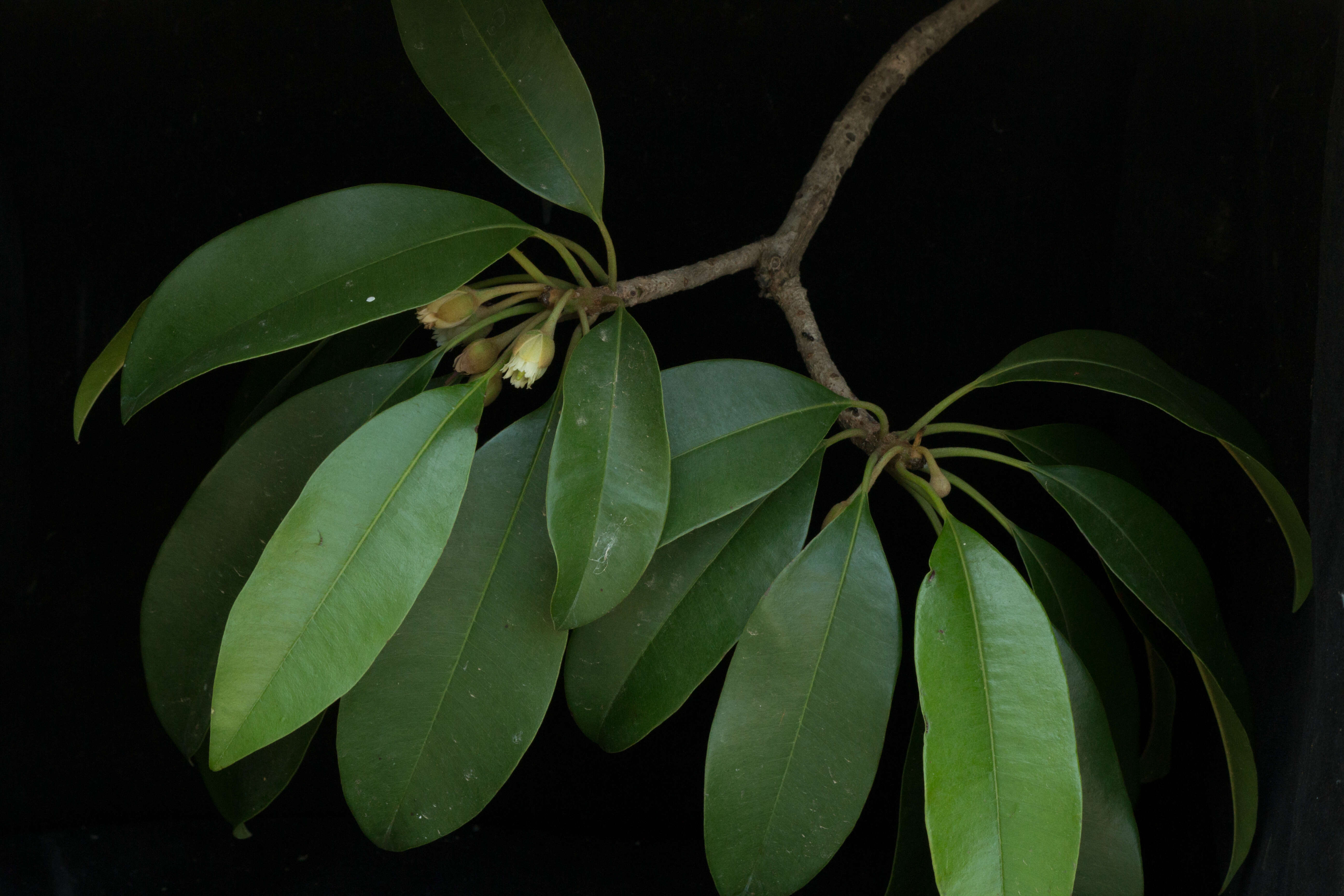 Image of sapodilla