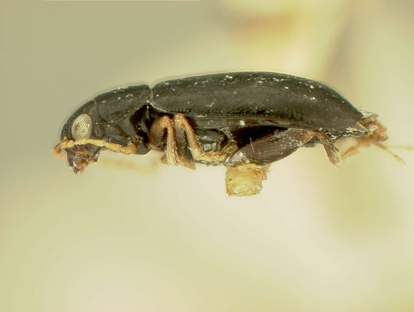 Image of Systena pallicornis Schaeffer 1906