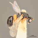 Image of Eurytoma ceanothi Bugbee 1971