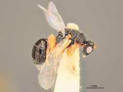 Image of Eurytoma ceanothi Bugbee 1971