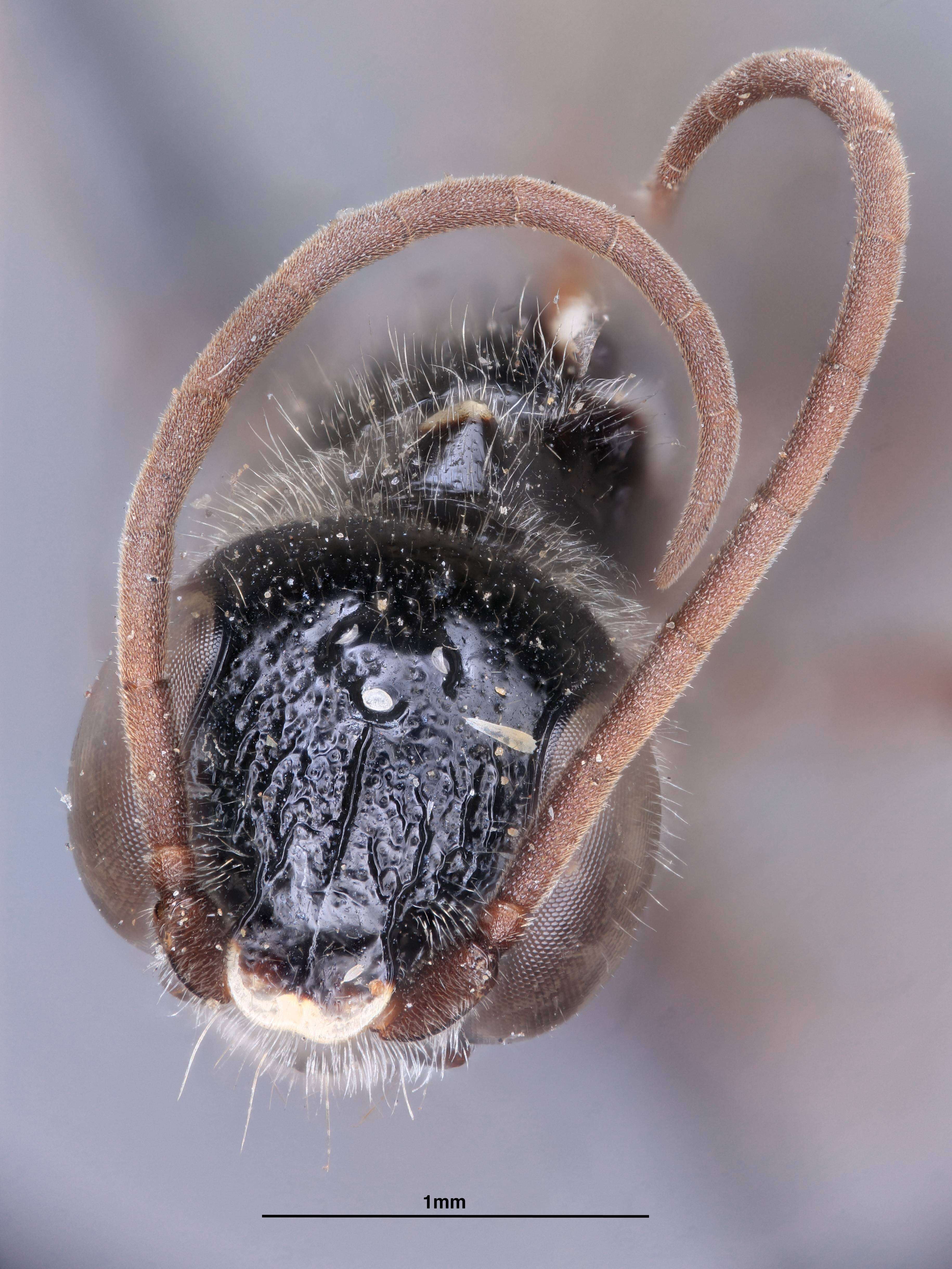 Image of Black cockroach wasp