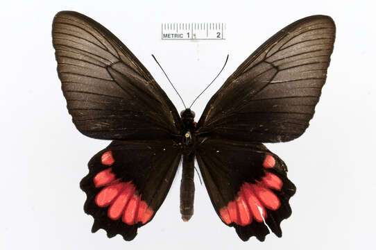 Image of Parides orellana (Hewitson 1852)