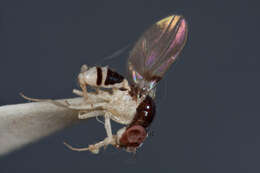 Image of Mycodrosophila neoprojectans Wheeler & Takada 1963