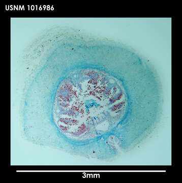 Image of Neomenia trivialis Salvini-Plawen & Paar-Gausch 2004