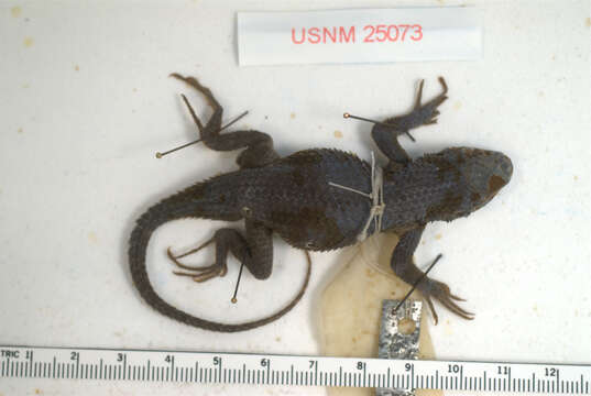 Image of Sceloporus formosus Wiegmann 1834