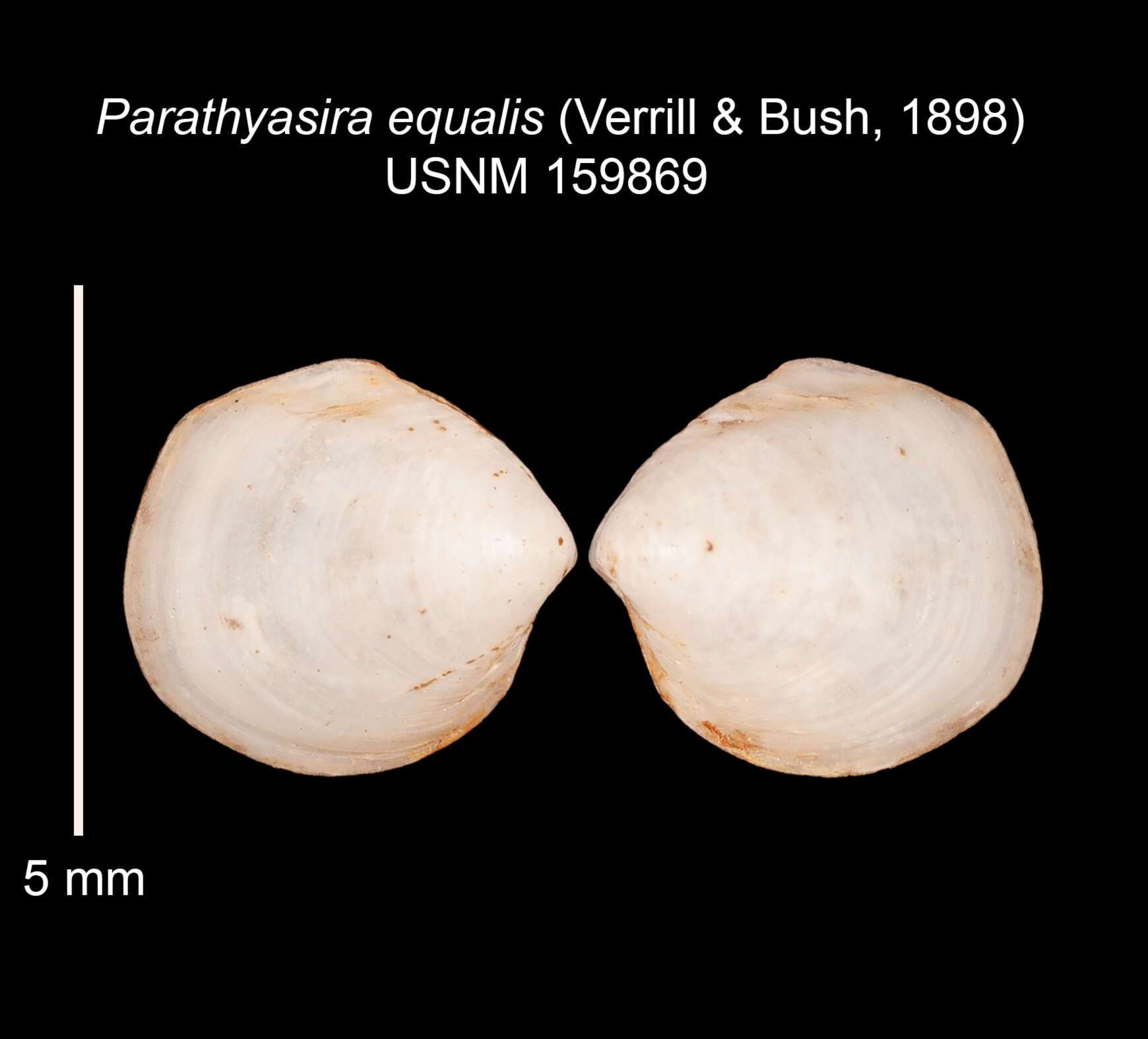 Image of Parathyasira equalis (Verrill & Bush 1898)