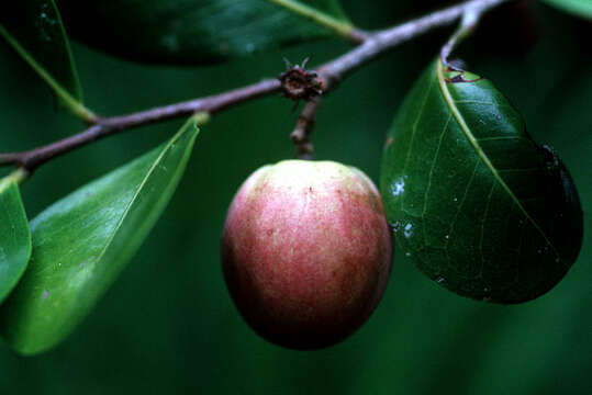 Chrysobalanus resmi