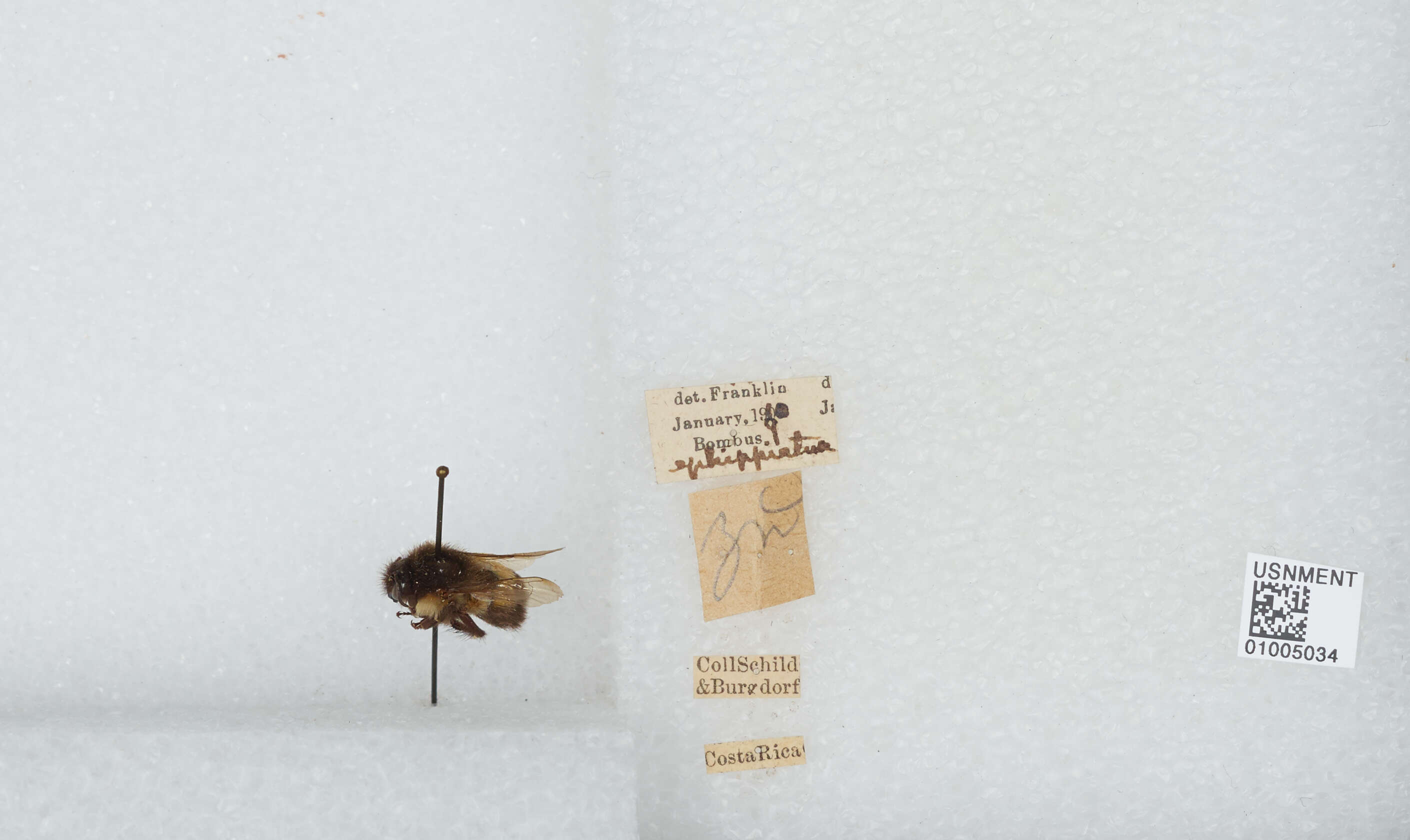 Bombus ephippiatus Say 1837 resmi