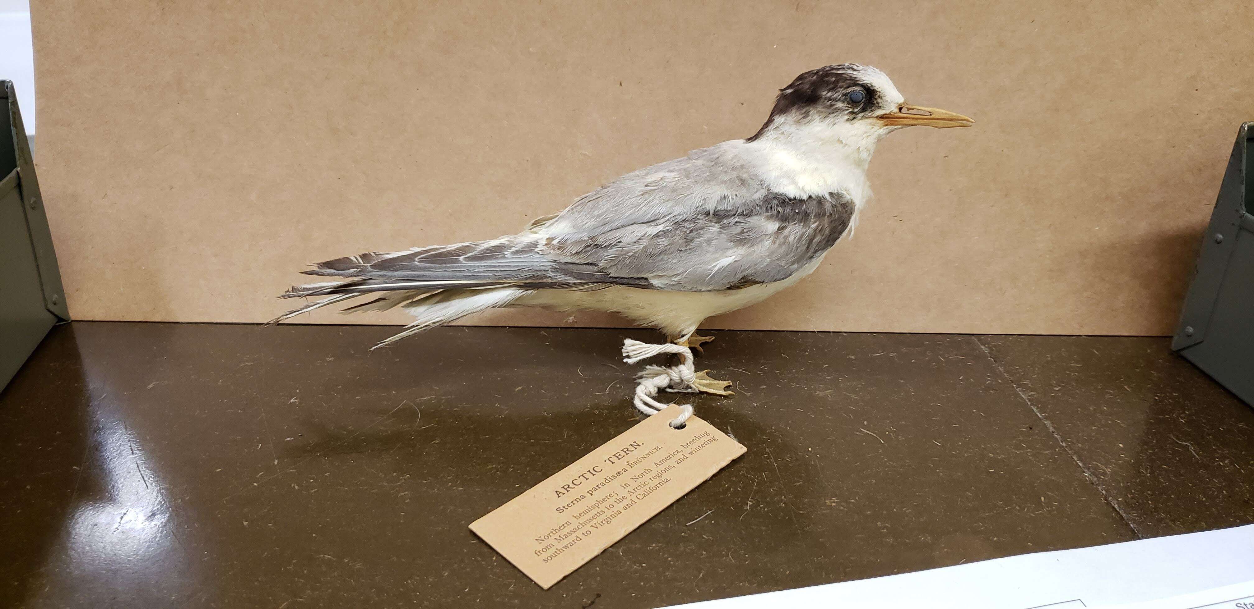 Image of Arctic Tern