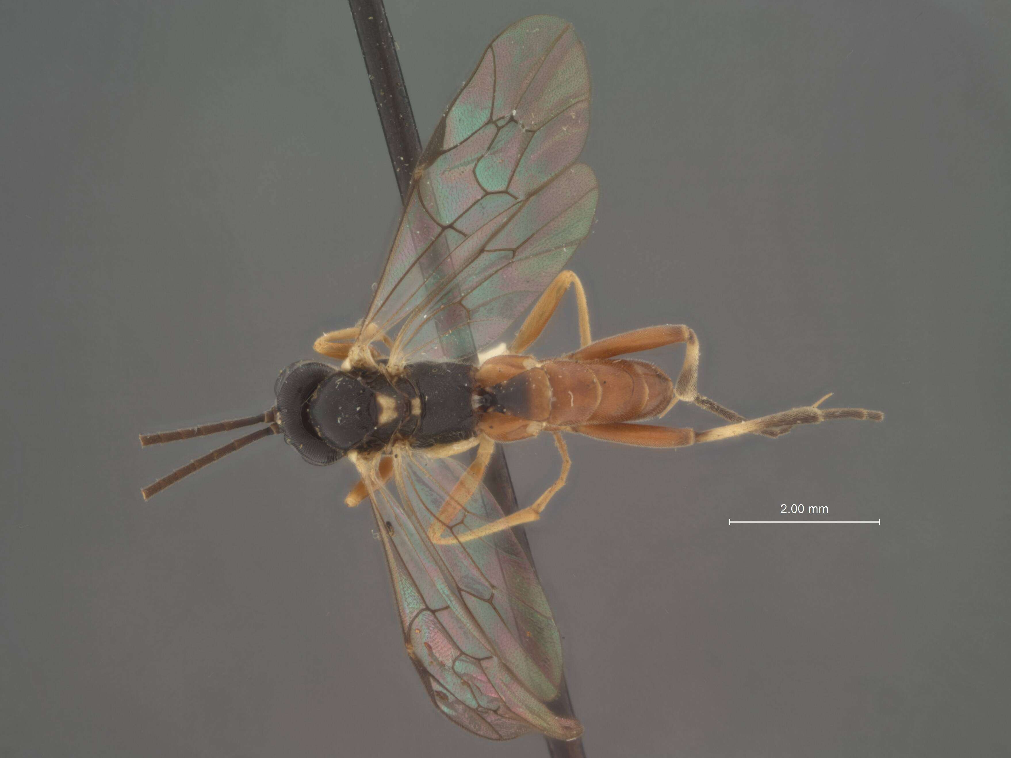 Image of Lamachus angularius (Davis 1897)