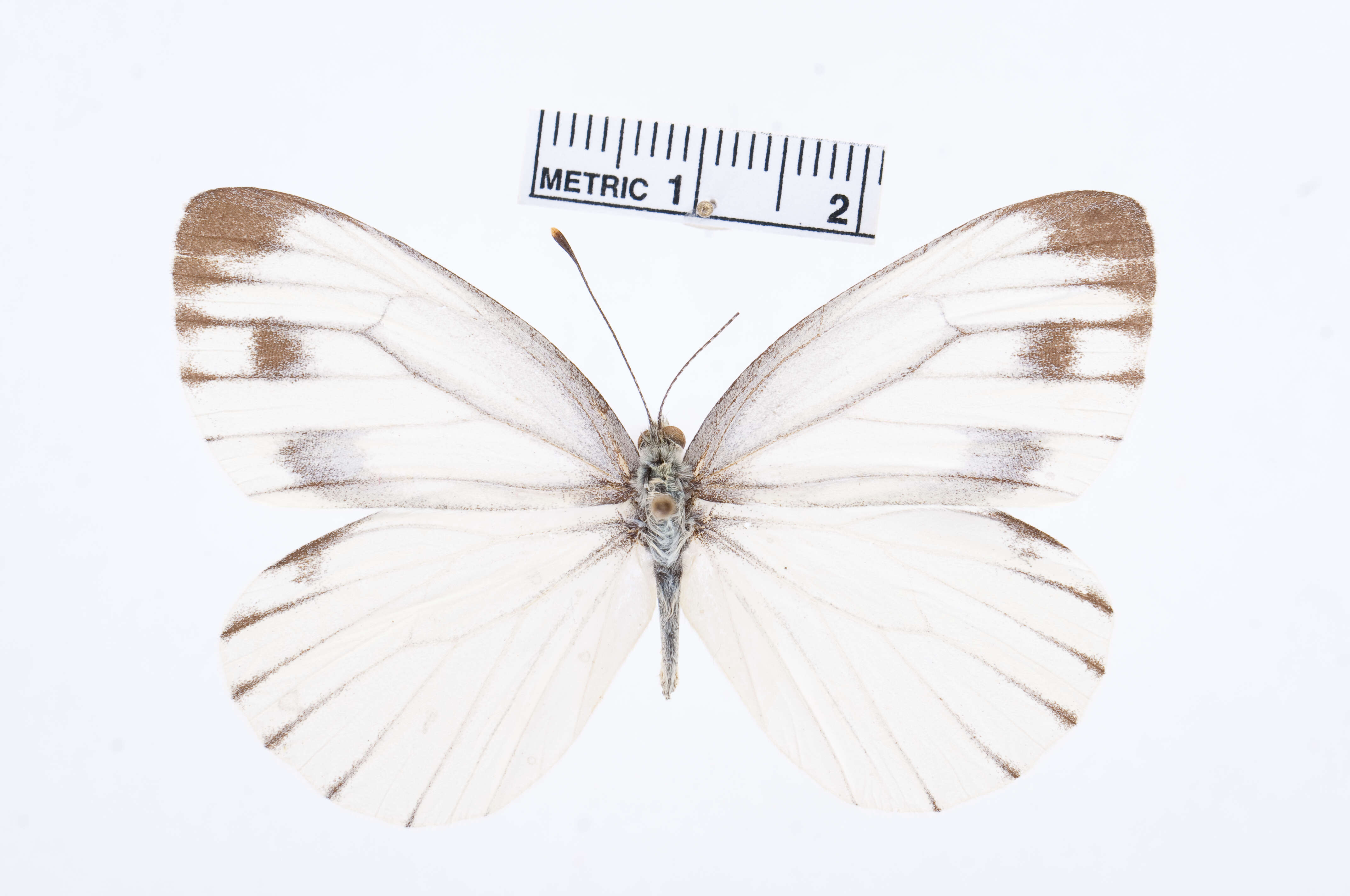 Image of Pieris Hübner 1819