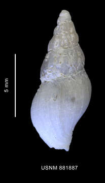 Image of Microdeuthria michaelseni (Strebel 1905)