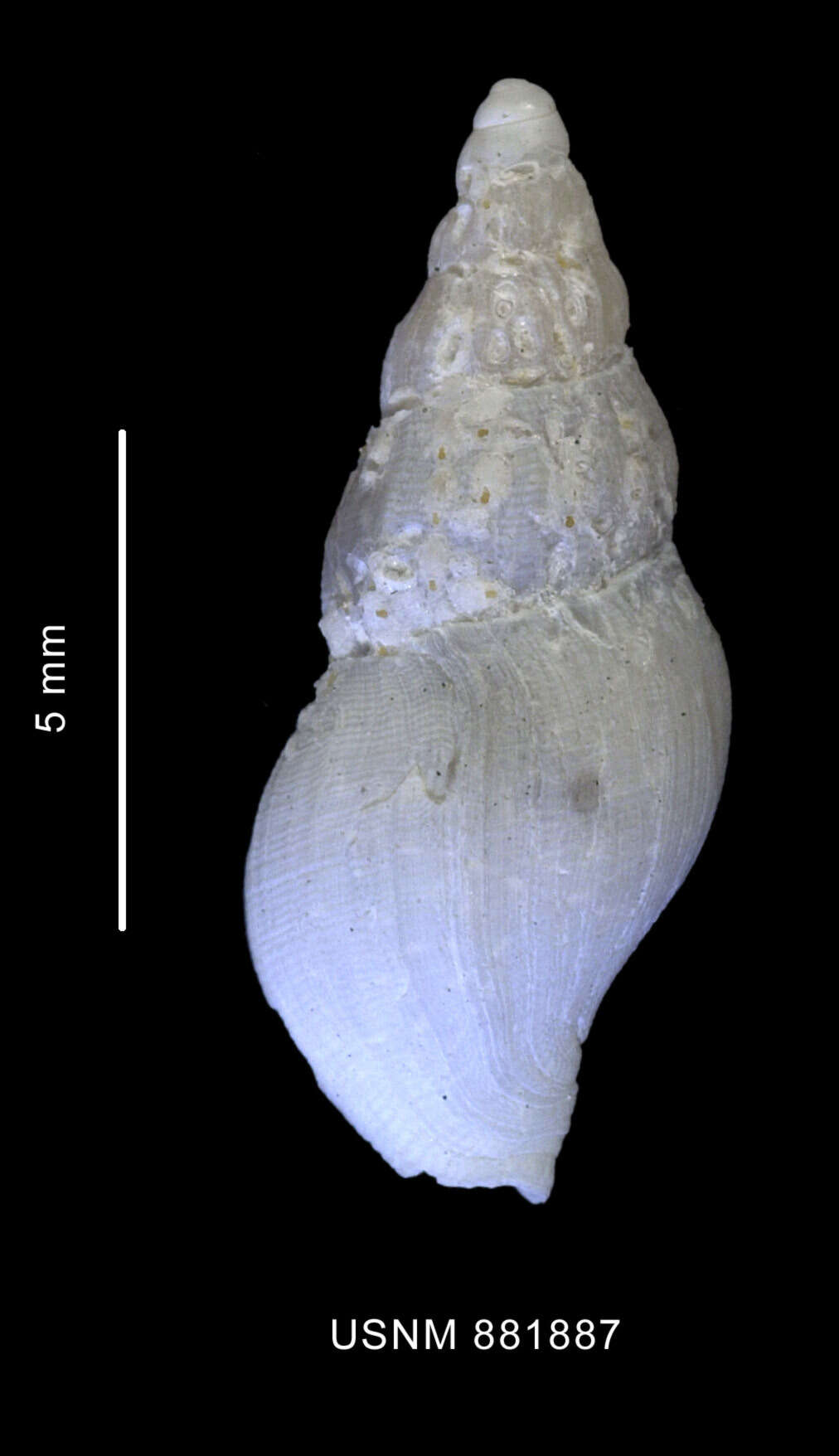 Image of Microdeuthria michaelseni (Strebel 1905)