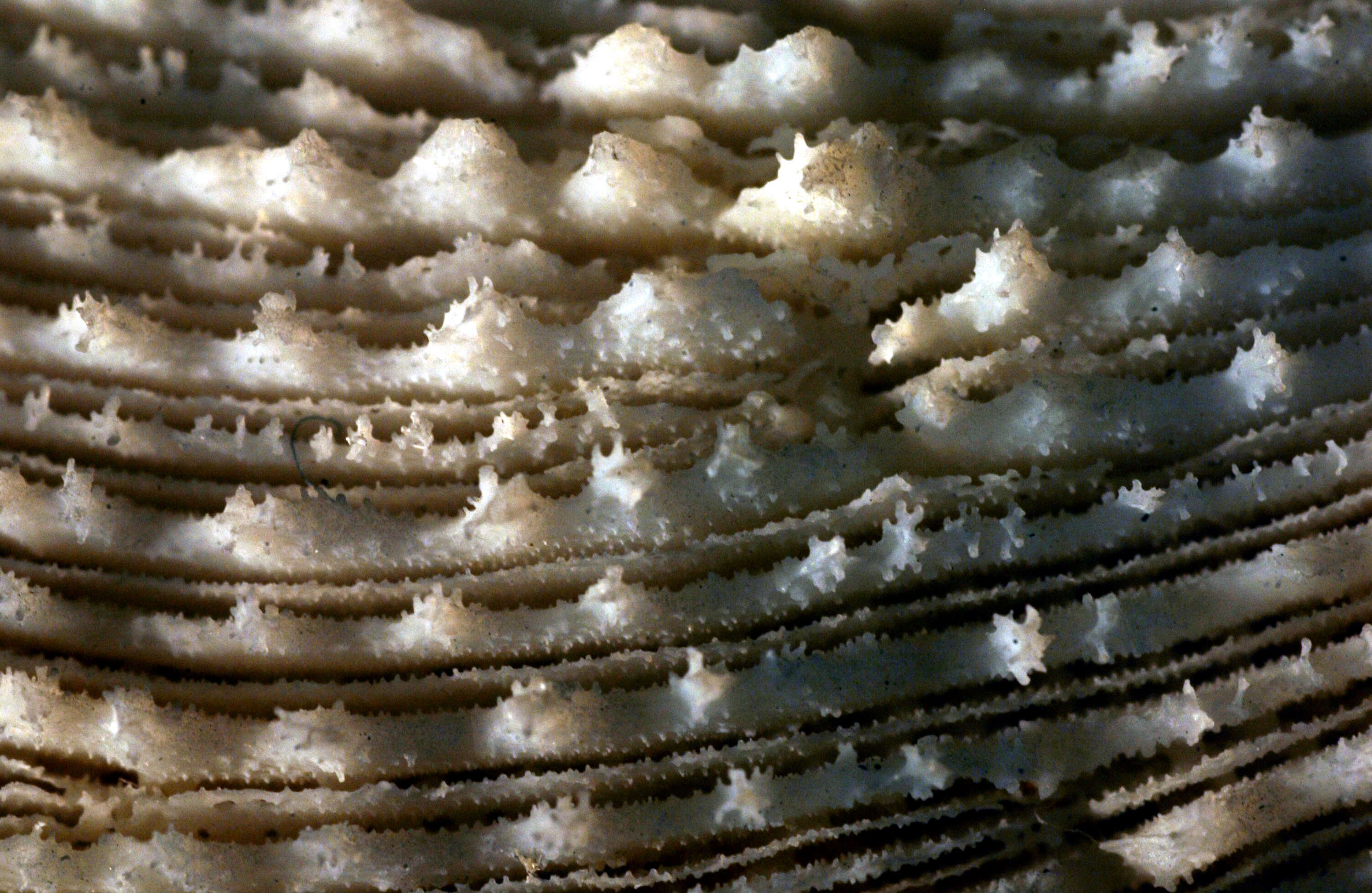 Image of plate coral