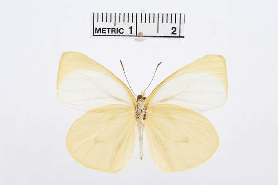 Image of Pseudopieris