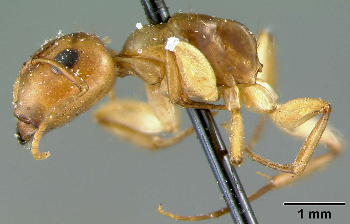 Imagem de Camponotus macilentus bindloensis Wheeler 1919