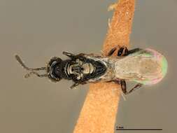 Image of Parasitoid wasp