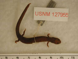 Image of Eastern Red-backed Salamander