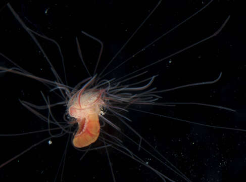 Image of Polycirrus medusa Grube 1850