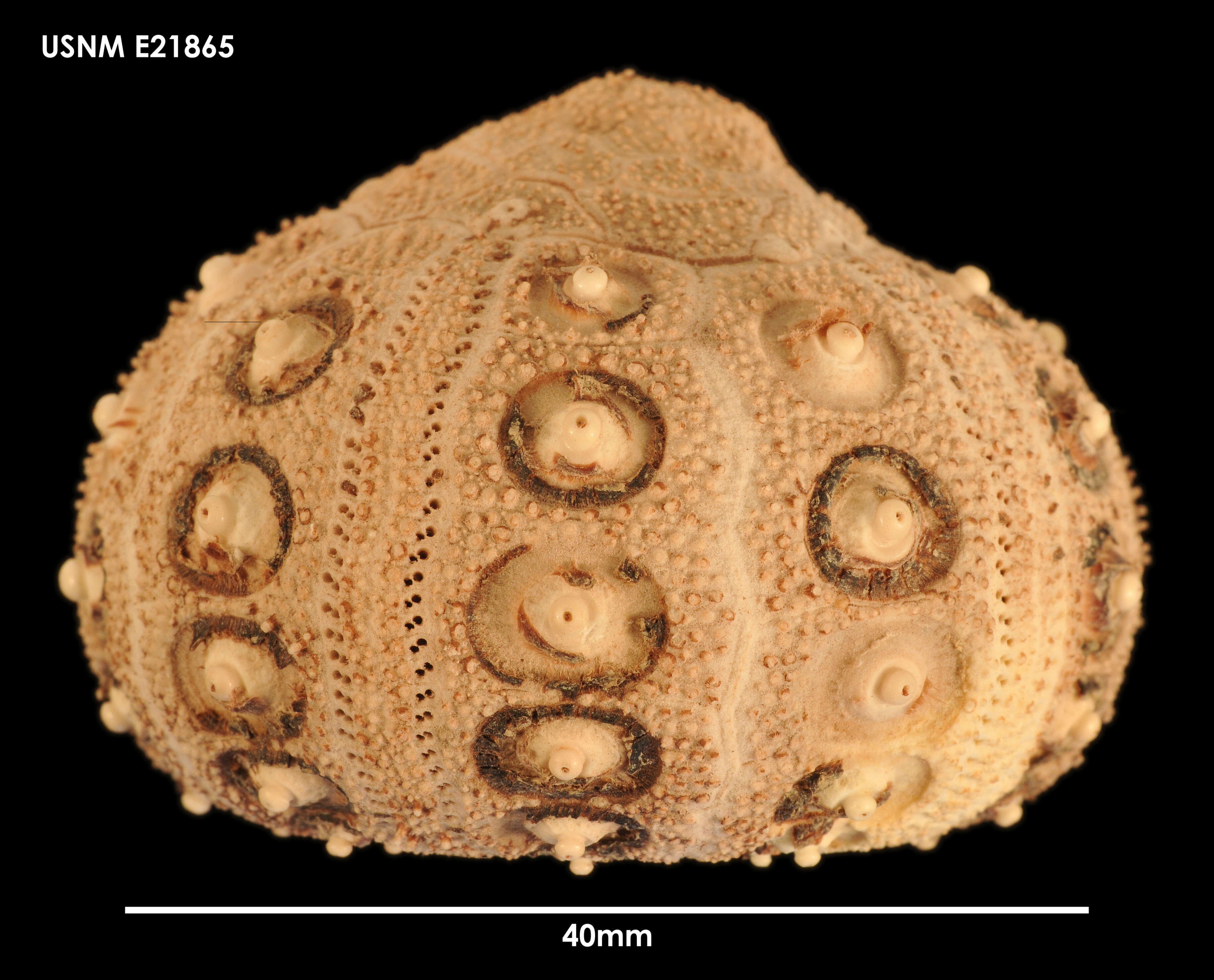 Imagem de Notocidaris Mortensen 1909