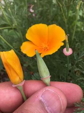 Image of California poppy