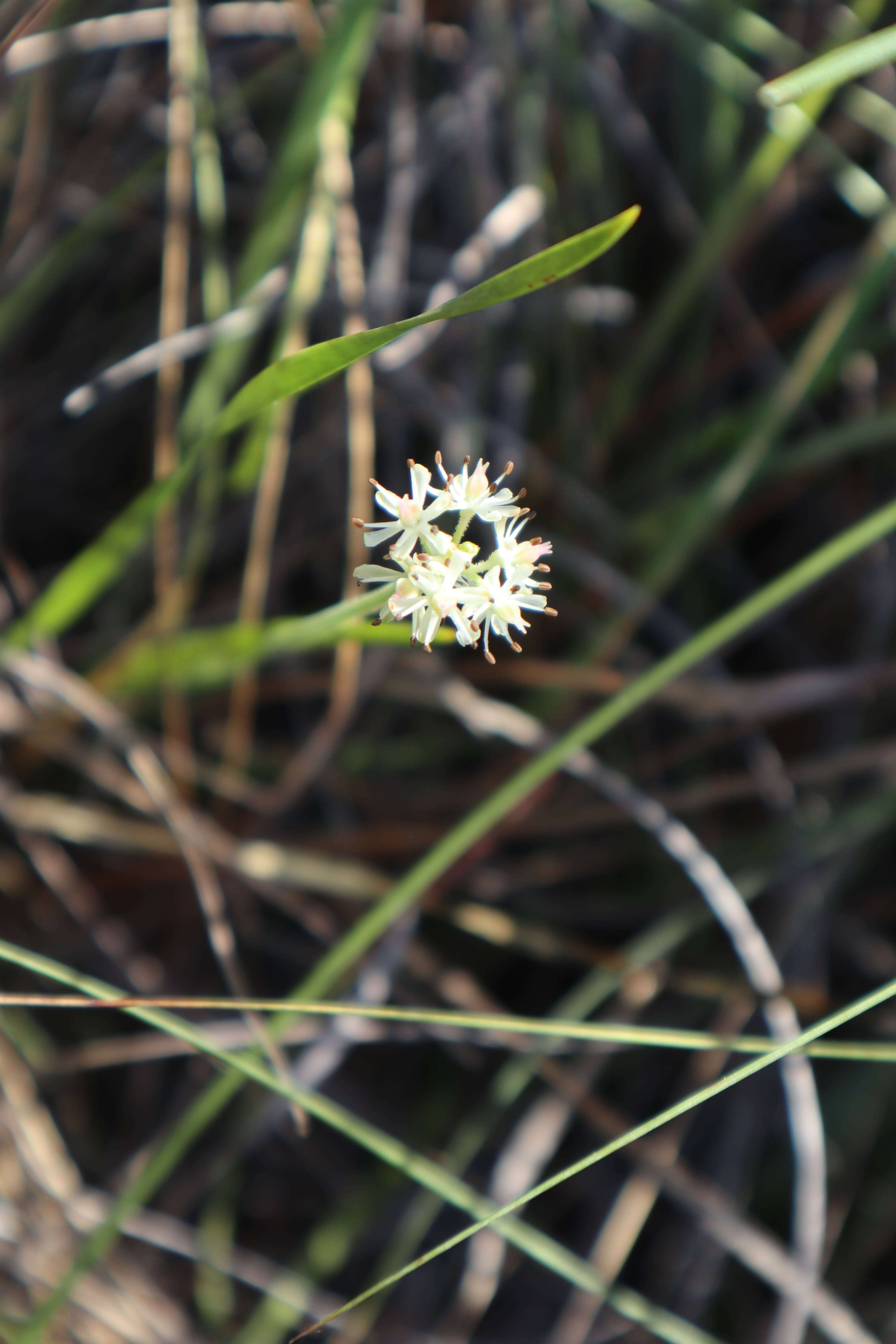 Image of coastal false asphodel