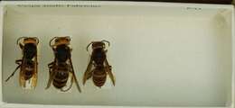 Image of Polistes testaceicolor Bequard 1937