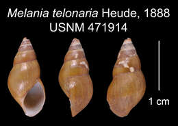 Image of Hua telonaria (Heude 1888)