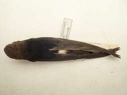 Image of Horus Swift