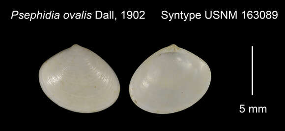 Image of Nutricola ovalis (Dall 1902)