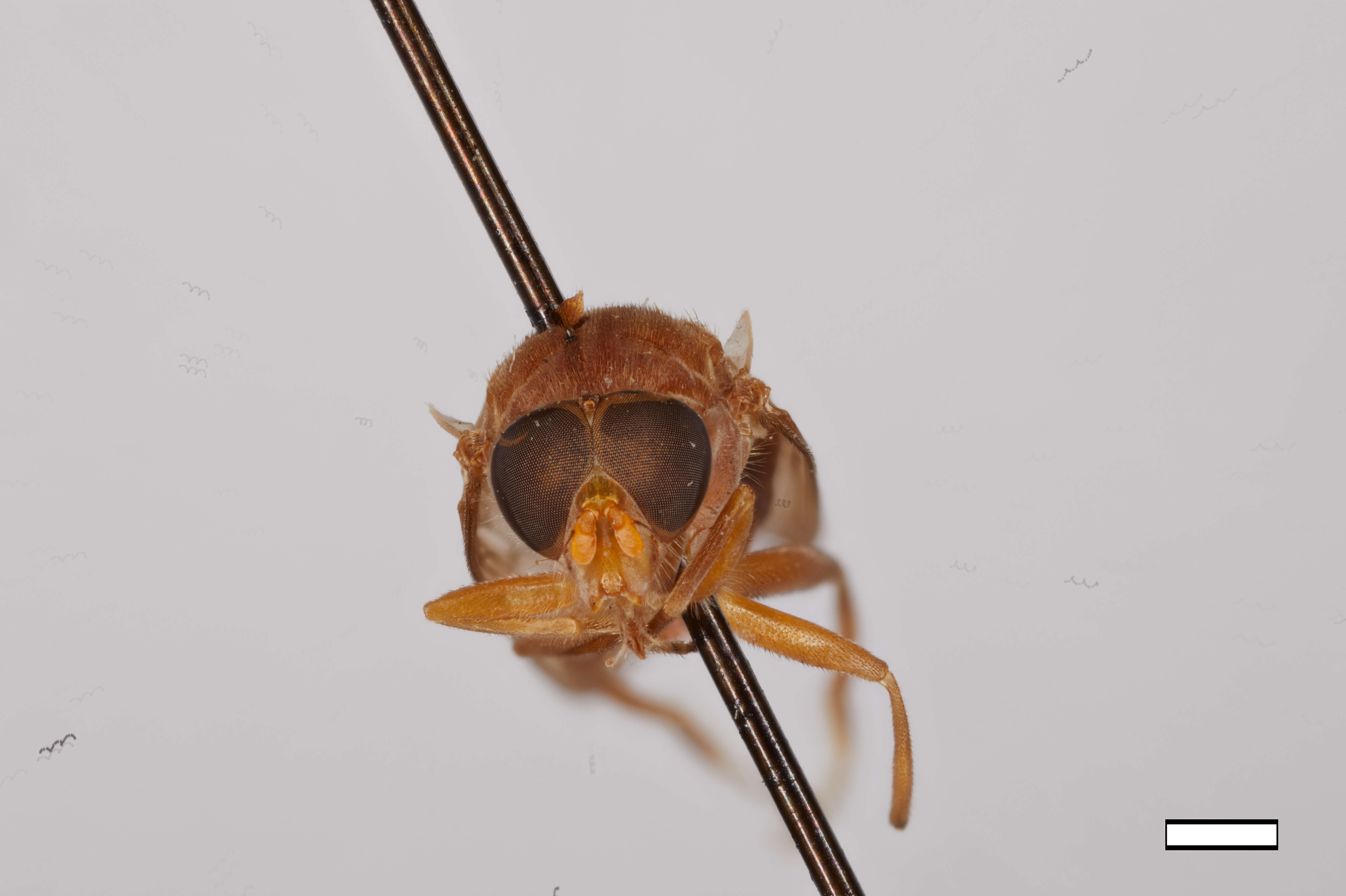 Image of Brachyopa punctipennis Curran 1925