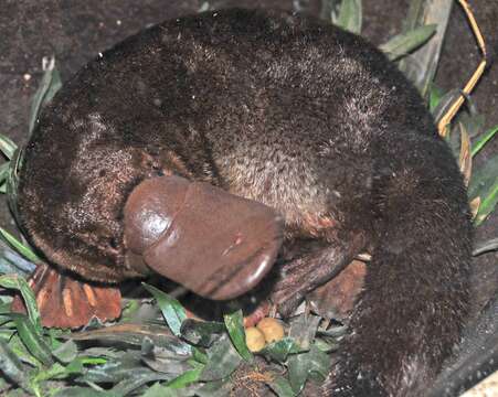 Image of platypus