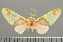 صورة <i>Amaxia juvenis</i>